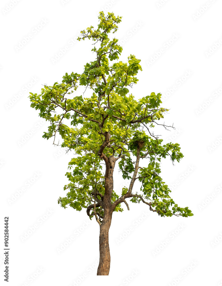 Green tree isolated on transparent background with clipping path and alpha channel. Green tree isolated on transparent background with clipping path and alpha channel.