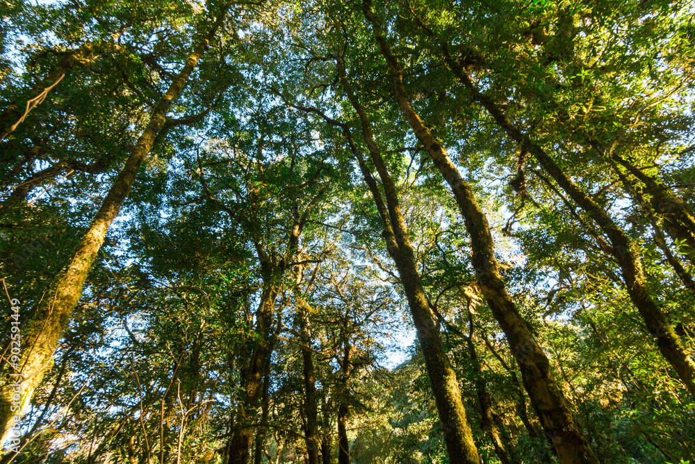 Fototapeta premium green wood sunlight backgrounds, doi inthanon national park in chaing mai, thailand