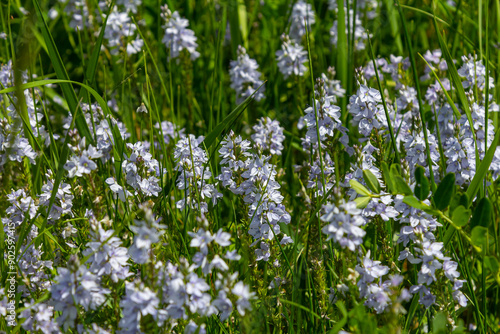 Closeup on the brlliant blue flowers of germander speedwell, Veronica prostrata growing in spring in a meadow, sunny day, natural environment photo