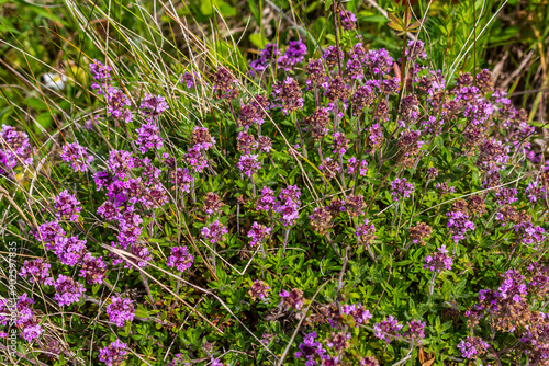 Fotografie Blossoming fragrant Thymus serpyllum, Breckland wild thyme, creeping thyme, or elfin thyme close-up, macro photo