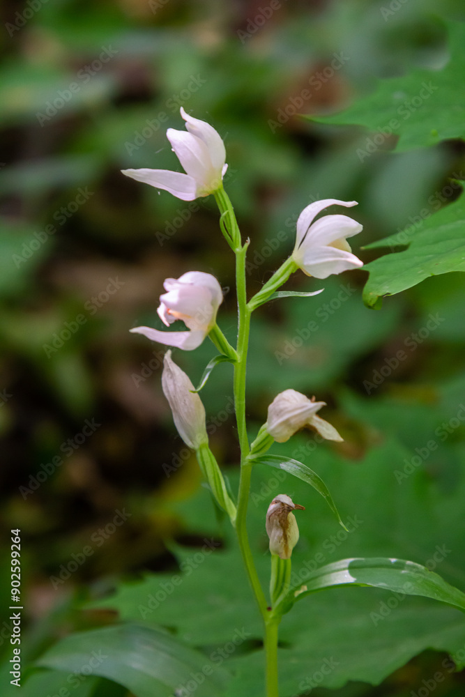 Cephalanthera longifolia, the narrow-leaved helleborine, sword-leaved helleborine or long-leaved helleborine, is a rhizomatous herbaceous perennial plant in the family Orchidaceae Cephalanthera longifolia, the narrow-leaved helleborine, sword-leaved helleborine or long-leaved helleborine, is a rhizomatous herbaceous perennial plant in the family Orchidaceae
