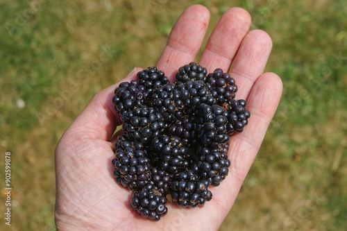 Man's hand holding fresh blackberries with defocused natural background. 