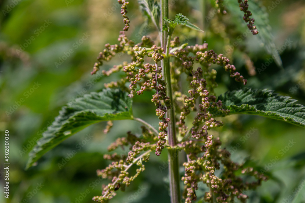 Urtica dioica or stinging nettle, in the garden. Stinging nettle, a medicinal plant that is used as a bleeding, diuretic, antipyretic, wound healing, antirheumatic agent Urtica dioica or stinging nettle, in the garden. Stinging nettle, a medicinal plant that is used as a bleeding, diuretic, antipyretic, wound healing, antirheumatic agent