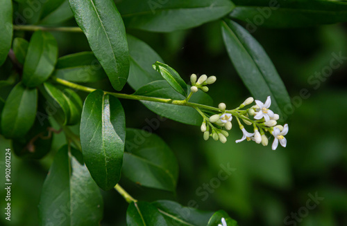 The blossoming bush a privet ordinary Ligustrum vulgare