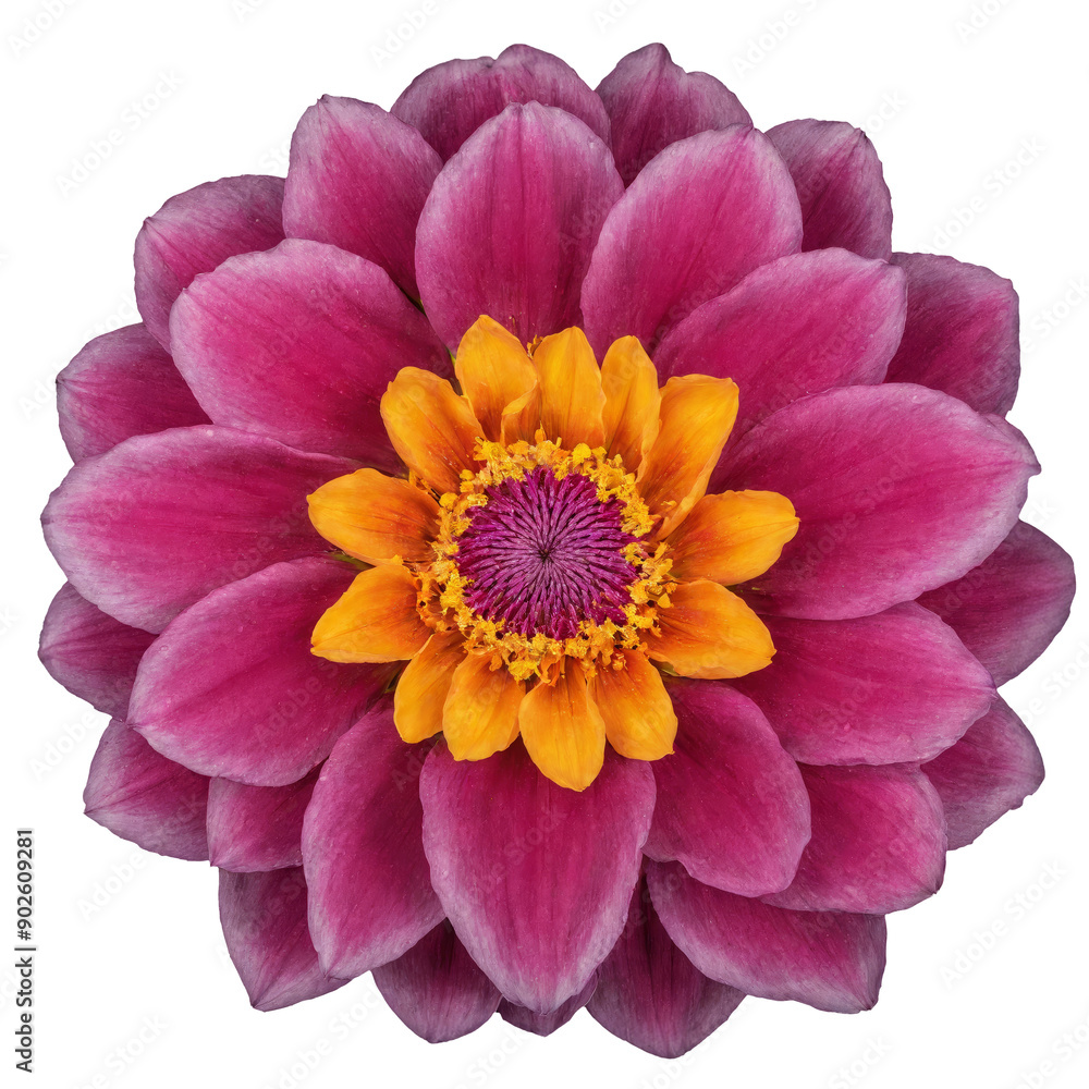 Beautiful detailed flower on transparent background, top view, high resolution Beautiful detailed flower on transparent background, top view, high resolution