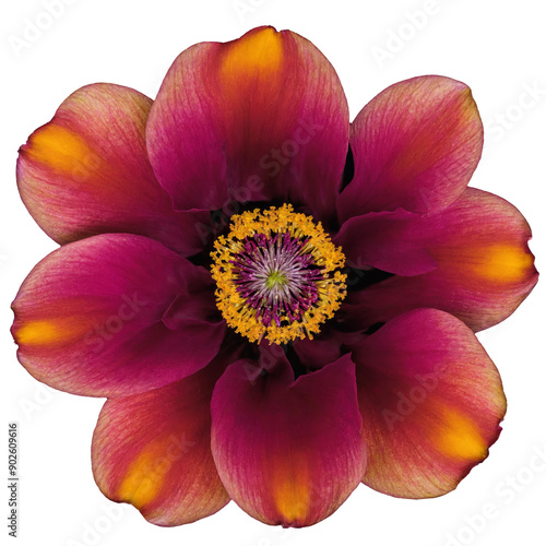 Beautiful detailed flower on transparent background, top view, high resolution