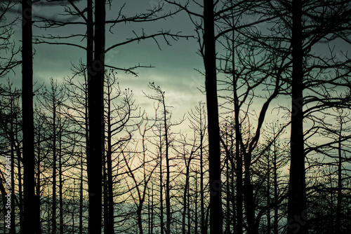 Burnt Forest Silhouette at Twilight photo