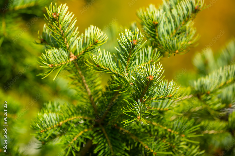 Fir branches close-up. Coniferous trees in the forest. Winter Christmas background. Christmas background, beautiful nature Fir branches close-up. Coniferous trees in the forest. Winter Christmas background. Christmas background, beautiful nature