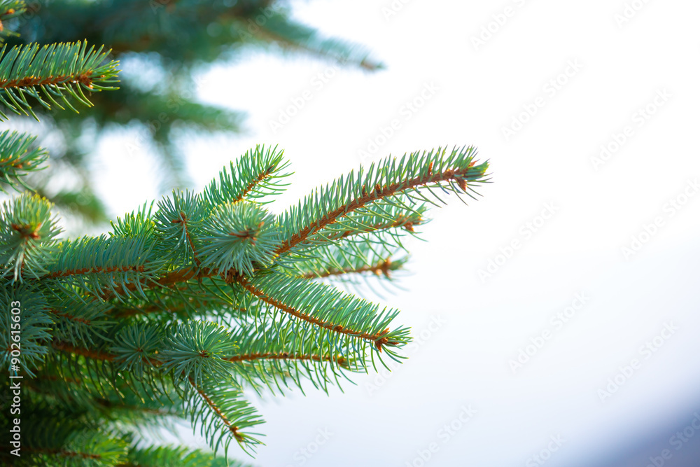 Fir branches close-up. Coniferous trees in the forest. Winter Christmas background. Christmas background, beautiful nature Fir branches close-up. Coniferous trees in the forest. Winter Christmas background. Christmas background, beautiful nature