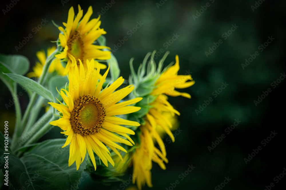 Garden in summer, amazing yellow sunflower close-up, Floral Pattern for Nature-Themed Decoration, Vibrant Yellow Blooms for Garden-Inspired Wallpaper or Desktop Background Garden in summer, amazing yellow sunflower close-up, Floral Pattern for Nature-Themed Decoration, Vibrant Yellow Blooms for Garden-Inspired Wallpaper or Desktop Background