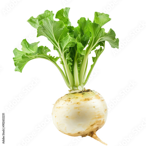 fresh turnip vegetable