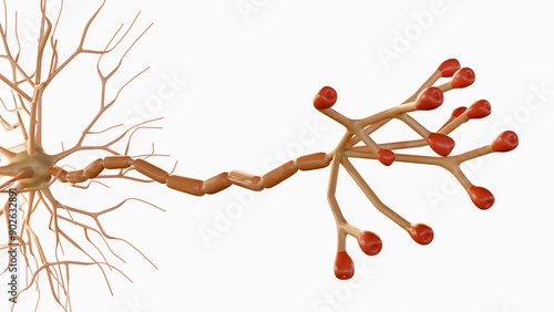 3d rendering of Multipolar neurons. Multipolar neurons are the most common type of neuron photo