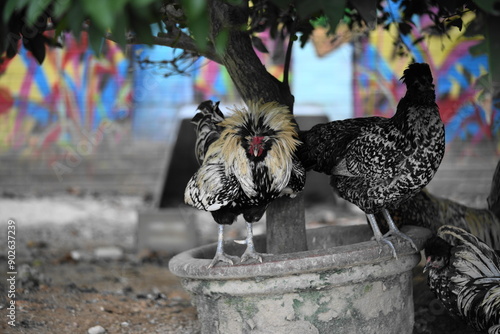 Fotografie The Buff-Laced Frizzle is a variation of the Frizzle chicken, a breed known for its unique feather structure