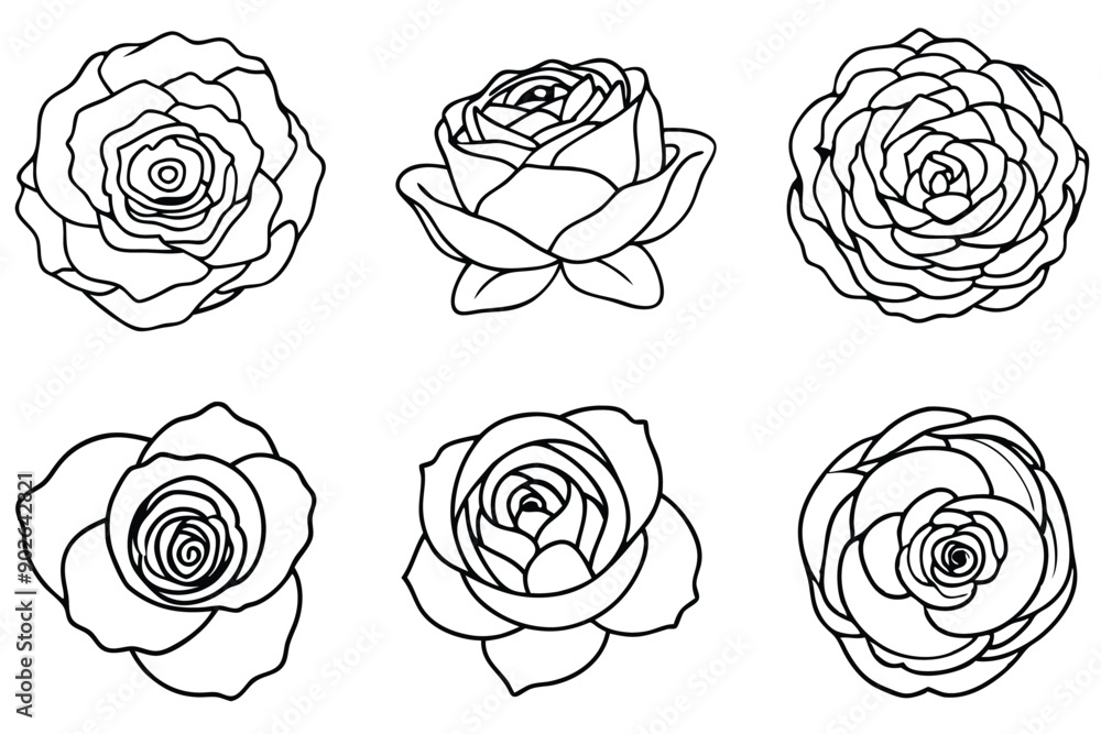 Ranunculus line art illustration Design Concepts Ranunculus line art illustration Design Concepts