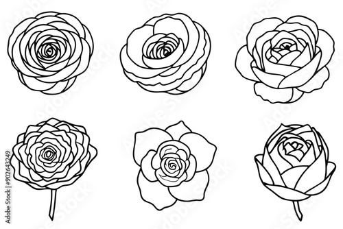 Wallpaper Mural Ranunculus line art illustration Design Concepts Torontodigital.ca