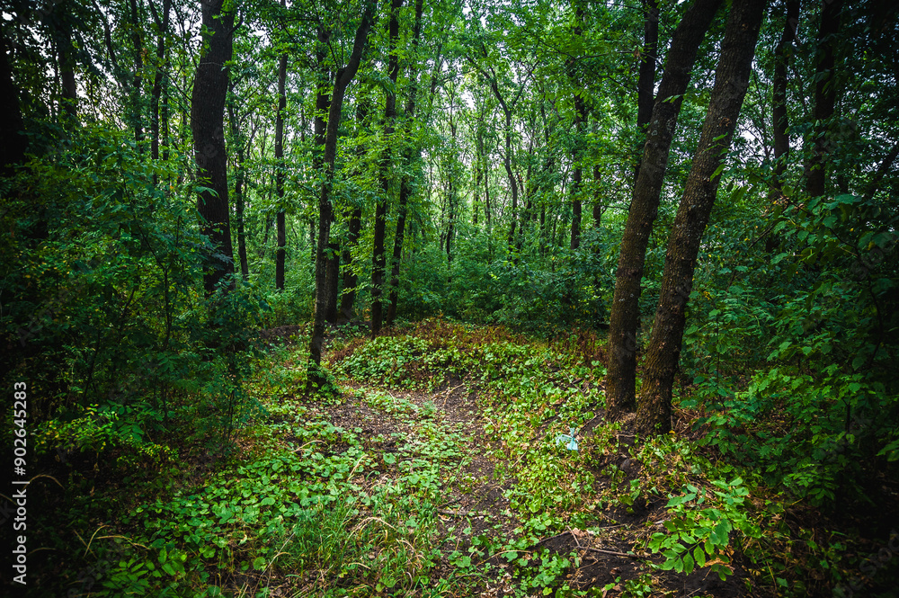 dirt track for mountain bikes in the forest, surrounded by acacia trees with lush green foliage dirt track for mountain bikes in the forest, surrounded by acacia trees with lush green foliage