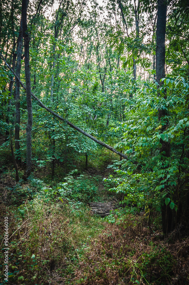 Obraz premium broken wooden bridge in a green forest with green bushes growing around it, shot at a wide angle