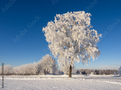 Frosty winter landscape