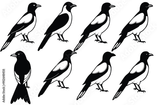 Magpie bird line art illustration