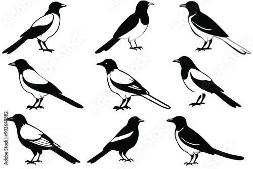 Magpie bird line art illustration