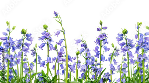 PNG Purple bluebells in springtime #902649285