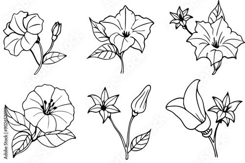 Morning glory line art illustration