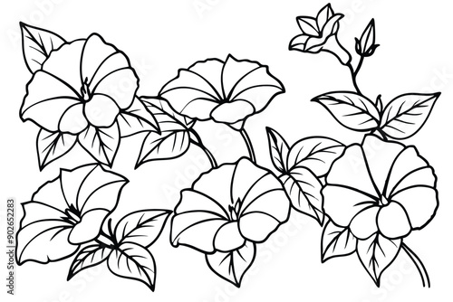 Morning glory line art illustration