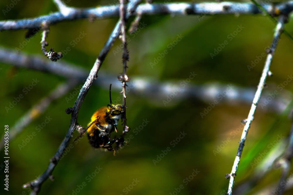 Resting Pollinator: Macro View of a Bombus Bee on a Branch Resting Pollinator: Macro View of a Bombus Bee on a Branch