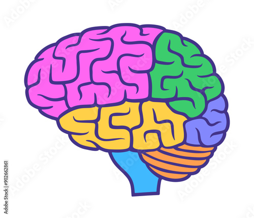 Human brain with colored parts