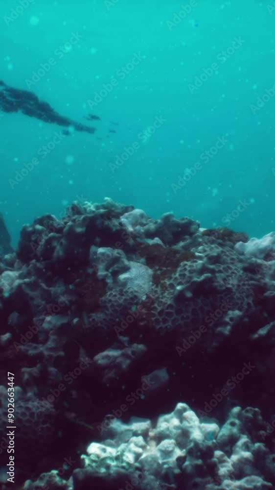 Sea or ocean underwater coral reef Sea or ocean underwater coral reef