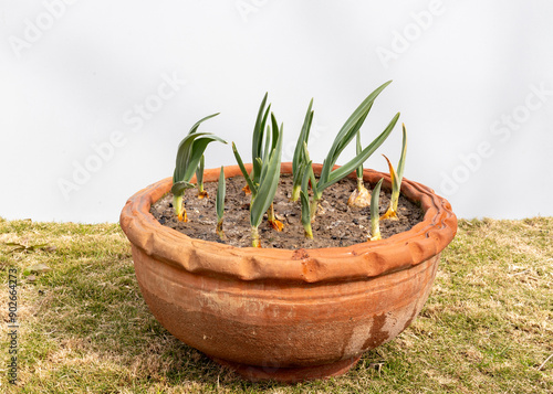 Garlic plants growing in a pot. Backyard vegetable gardening concept.