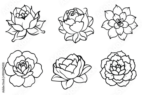 Peony line art illustration Design Concepts