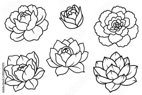 Peony line art illustration Design Concepts