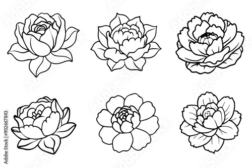 Peony line art illustration Design Concepts