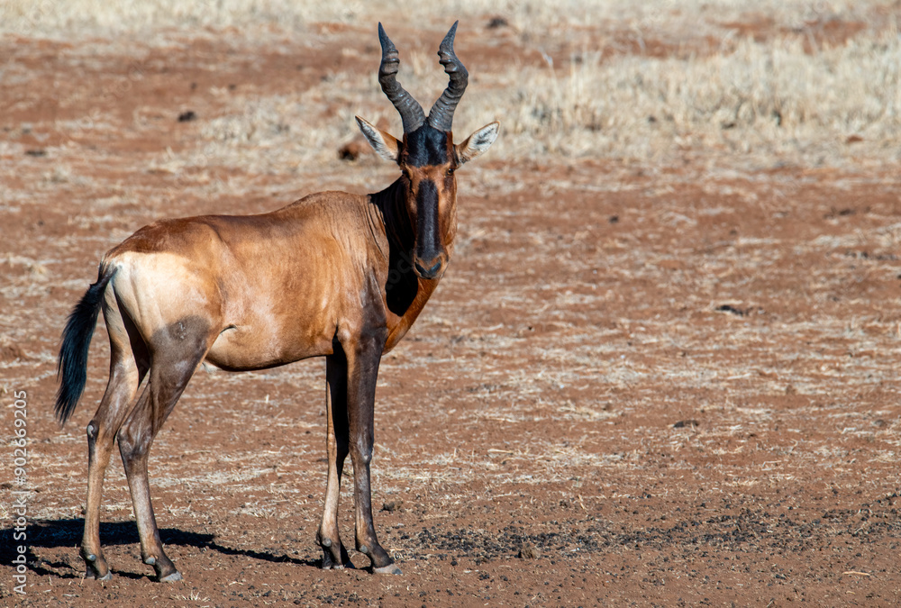 Red hartebeest bull (Alcelaphus caama) stands sentinel near Stofdam hide, Mokala National Park, Free State. Red hartebeest bull (Alcelaphus caama) stands sentinel near Stofdam hide, Mokala National Park, Free State.