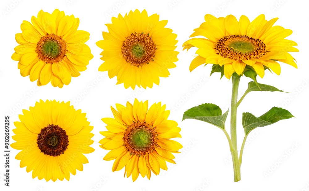 Fototapeta premium Set. Yellow sunflowers on a blank background