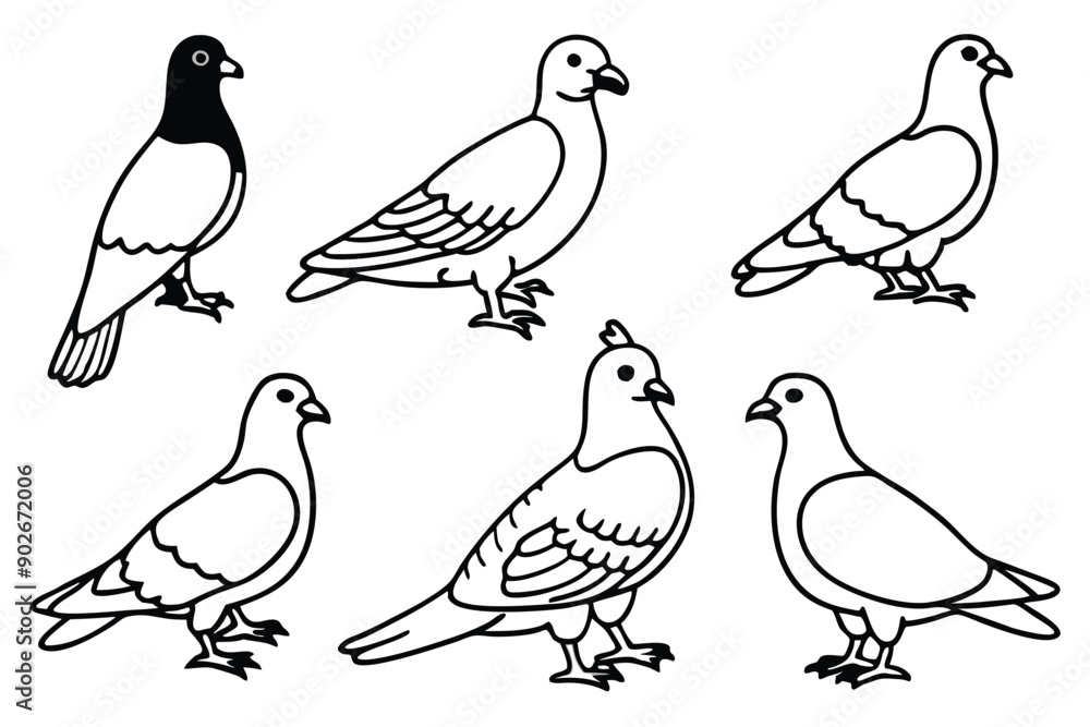 Fototapeta premium Pigeon bird line art illustration