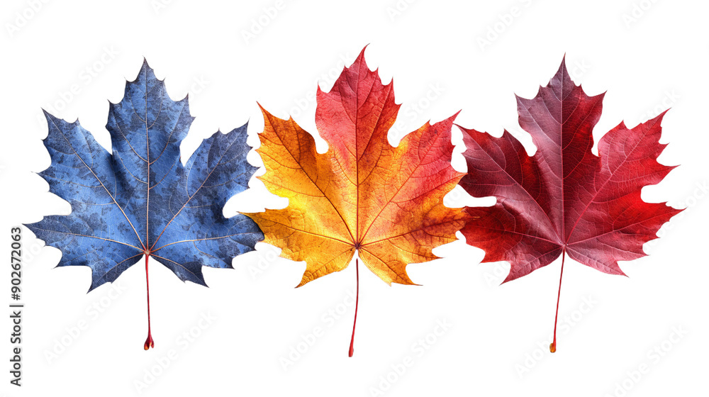 Collection of autumn maple leaves in shades of orange, red, and blue, presented in isolation against a white backdrop. Capturing the essence of the fall season, perfect for creating Thanksgiving or Ha Collection of autumn maple leaves in shades of orange, red, and blue, presented in isolation against a white backdrop. Capturing the essence of the fall season, perfect for creating Thanksgiving or Ha