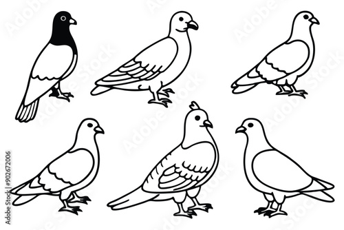Pigeon bird line art illustration