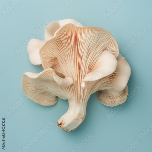 Close-up of white oyster mushrooms (Pleurotus ostreatus) on a blue background, perfect for culinary, botanical, and nature-themed projects.