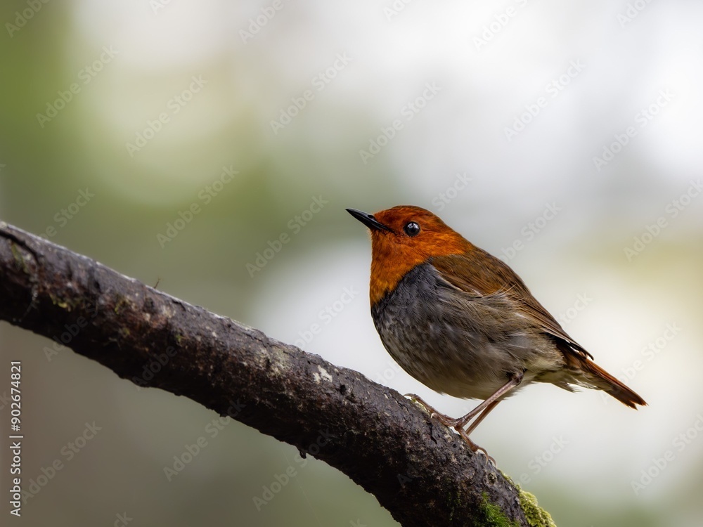 Fototapeta premium 森の中で枯れ木に留まっているコマドリの雄