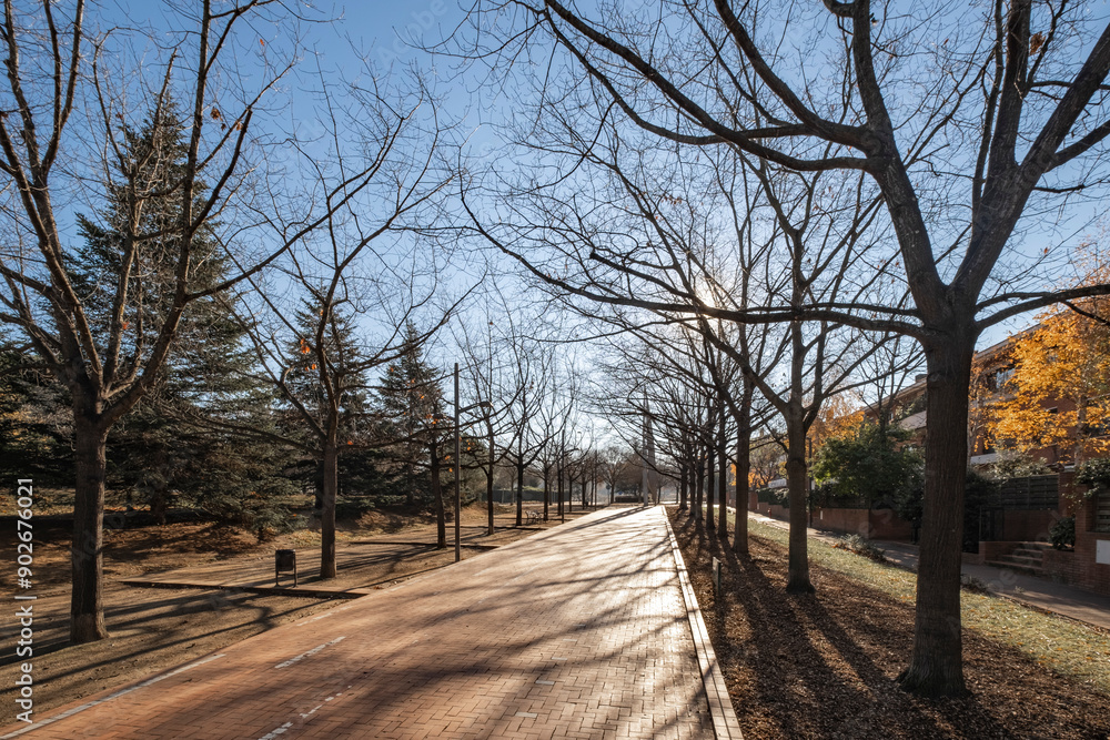 A scenic, empty road lined with bare trees in the midst of winter, illuminated by the soft light of a setting sun, offering a tranquil and serene atmosphere for a walk. A scenic, empty road lined with bare trees in the midst of winter, illuminated by the soft light of a setting sun, offering a tranquil and serene atmosphere for a walk.