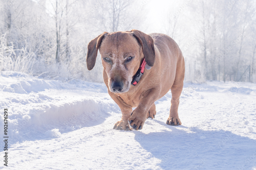 brown dachshund dog walking in the snow on a cold sunny winter day brown dachshund dog walking in the snow on a cold sunny winter day