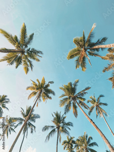 A group of tall palm trees reaches toward a clear blue sky in a tropical setting photo