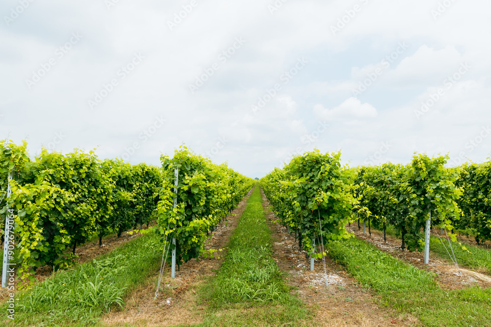 Naklejka premium rows of grapevines stretching into perspective under a cloudy sky. Green leaves and ripening grape bunches create a feeling of fertility and well-groomed vineyard, conveying an atmosphere of rural tra