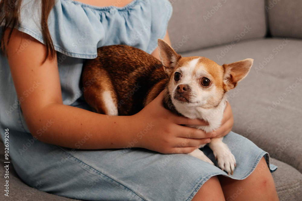 little dog on girl's lap. Animal at home, friends. Childhood with pets. little dog on girl's lap. Animal at home, friends. Childhood with pets.