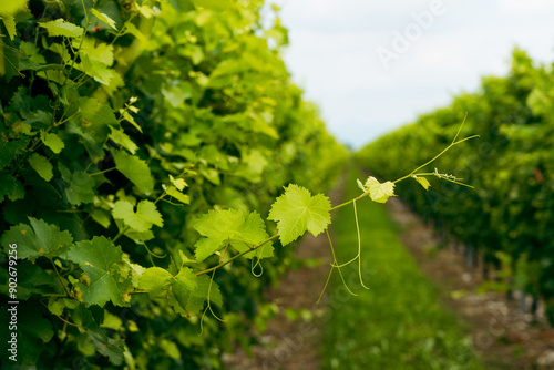 rows of grapevines stretching into perspective under a cloudy sky. Green leaves and ripening grape bunches create a feeling of fertility and well-groomed vineyard, conveying an atmosphere of rural tra photo