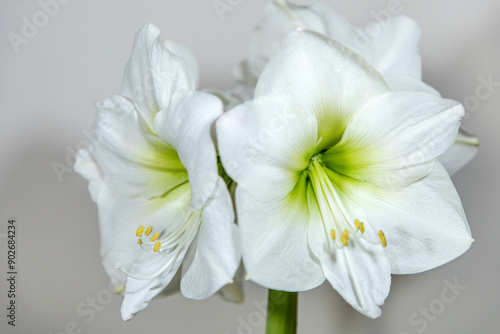 Amaryllis variety Himalaya. Amaryllis flowers. Hippeastrum white. Flower of Holland. Hippeastrum grade Himalaya. Amaryllidaceae. Dutch flowers.