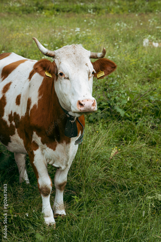 Portrait of red and white cow on a blurred green natural background. White cow with red spots. Cattle and farming concepts. Portrait of red and white cow on a blurred green natural background. White cow with red spots. Cattle and farming concepts.