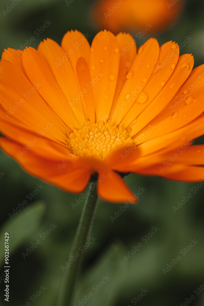 Summer plants in the morning garden Summer plants in the morning garden